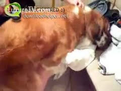 Fucking the dog, a skinny redhead kid earns three hundred dollars.